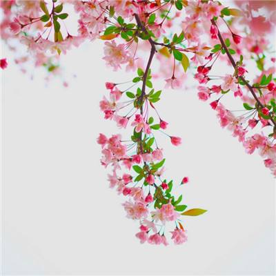 加勒比海贼bt版破解版下载